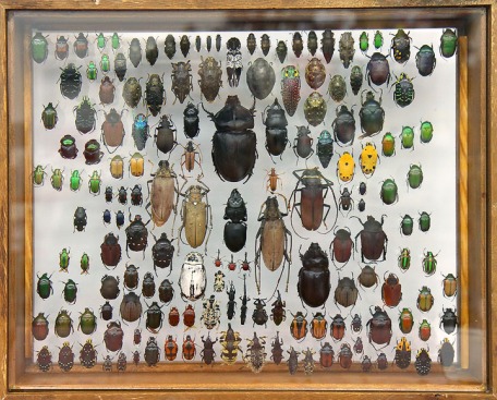 Which incidentally, isn't far off from the total number of described species of beetles. The next logical step would be for someone to write a program which can guess any beetle in 20 questions or less. Taxonomists, get on it!